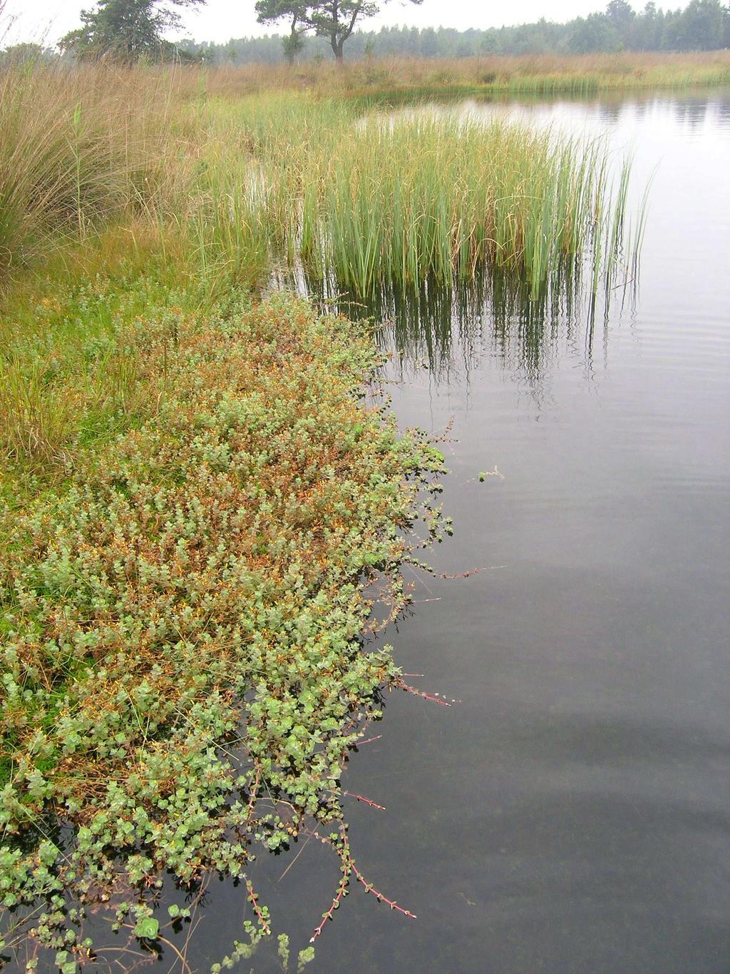 zijn van de aanvoer van schoon grond- en oppervlaktewater en de afwezigheid van bronnen van vermesting.