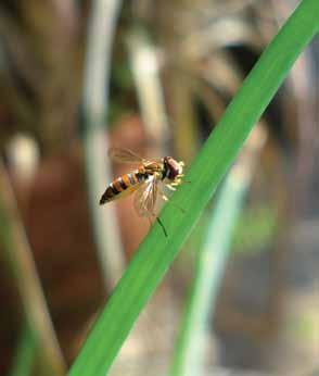 De meest voorkomende horren hebben we hier voor u beschreven. Plissé hordeur Drempelverlagende insectenwering Een ware aanwinst in insectenwering voor uw huis!