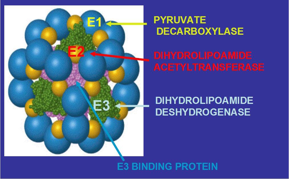 De E2 subeenheden van de drie dehydrogenases konden in hun totaliteit