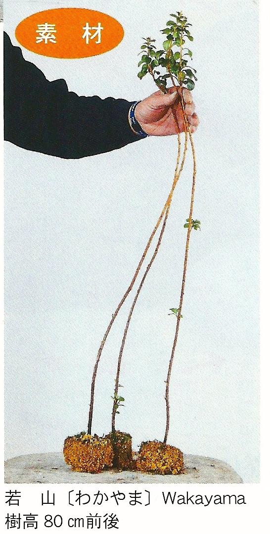 In deze les 5 gaat hij de ultieme ishizuki(geplant op rots) creëren en velen zullen verbaasd over het resultaat zijn. Eerst moeten grote Saplings(jonge azalea planten) gevonden worden.