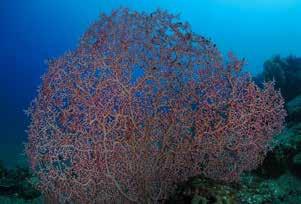 Wanneer ze dus in een gebied leven waar veel hard koraal voorkomt, worden ze al gauw verdrongen.