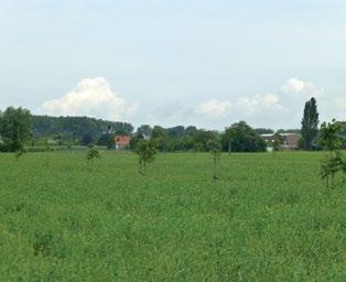 INTERVIEW MET FRANÇOIS ONGENAERT Agroforestry op een perceel van François In PDPO III kan steun aangevraagd worden voor de aanleg van een boslandbouwsysteem.