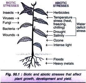 2. Tolerantie abiotische stress Biostimulatoren kunnen de plant helpen te overleven in situaties van Hoge temperaturen