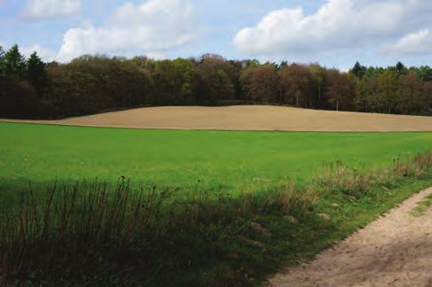 Daarnaast zijn enkele ruige graslanden aanwezig: de voormalige Zeddammerakker (WOGweide), de voormalige akker/grasland aan de Boterweg (Meursweide), en graslanden aan de Oude Eltenseweg bij Stokkum