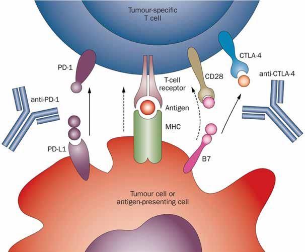 NEDERLANDS TIJDSCHRIFT VOOR HEMATOLOGIE 7 Figuur 1. Immune checkpoint inhibitors. PD-L1 op de tumorcel bindt aan PD-1 op de T-cel en induceert anergie.
