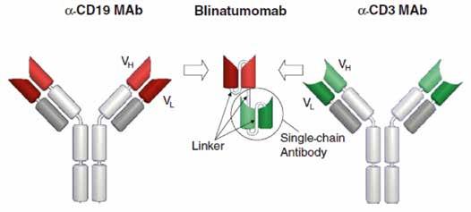 Figuur 2. Structuur van blinatumomab. De bispecifieke T-cel- engager is een eiwit van 55 kda dat de scfv-fragmenten van anti-cd19- en anti-cd3-antilichamen met elkaar verbindt.