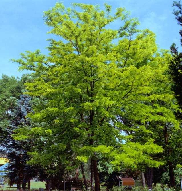 gleditsia