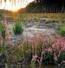 Omvorming naaldbossen naar natuurlijke bossen 2 Een deel van de naaldbossen wordt gekapt en in plaats van de naaldbomen worden inheemse loofboomsoorten aangeplant, zoals eik.