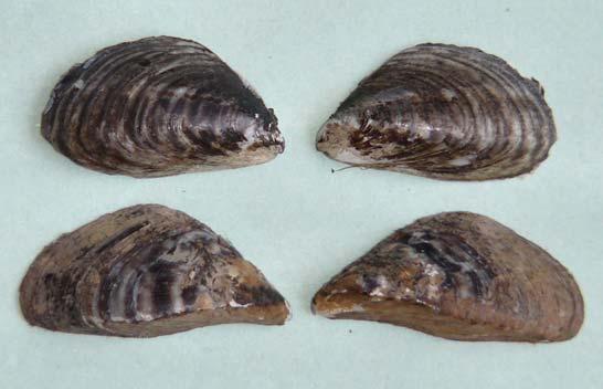 2 Inleiding Op 19 april 2006 werd de quaggamossel, Dreissena rostriformis bugensis (Andrusov 1897), voor het eerst in West-Europa aangetroffen en wel in het Hollandsch Diep (Bij de Vaate, 2006;