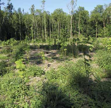 Daarnaast planten we diverse struiksoorten, zoals meidoorn, veldesdoorn, hazelaar, gewone vogelkers, wilde roos en kardinaalsmuts. We werken op deze manier toe naar gemengde bossen.