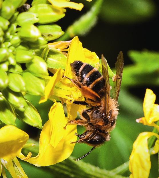sommige mensen een heftige allergische reactie oproepen Honingbijen worden gehouden door imkers