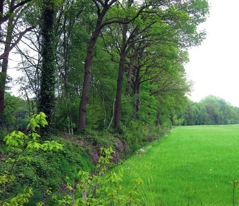 biodiversiteit en het voedselaanbod