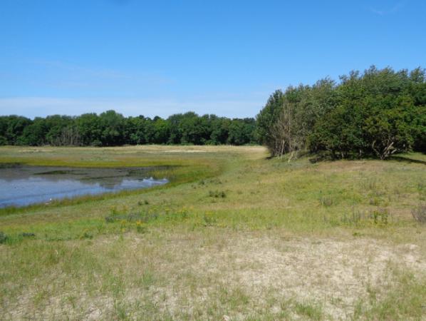 Wachten op de boomvalk Aalscholverkolonie PWG-excursie naar Castricum op 5 augustus 2015 Op 5 augustus trokken we drie man sterk naar Castricum met het voornemen de vlinderroute te volgen in De Hoep.