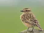 Waarom Natura 2000? In zowel De Wieden als De Weerribben staat de natuur onder druk.