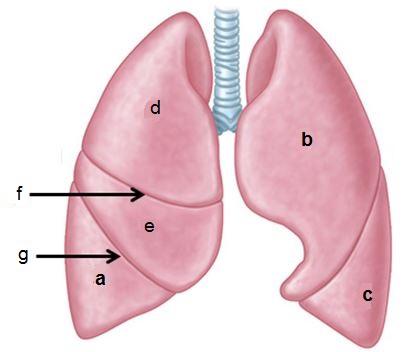 31 of 52 Uit welk deel van embryonale darm ontstaan de longen? achterdarm voordarm urachus allantoïs umbilicus middendarm IF choice b. is selected 32 of 52 Bron: Moore et al.