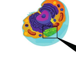 De cel 1 Afbeelding 1.7 Anatomie van het Golgi-systeem. de cel.