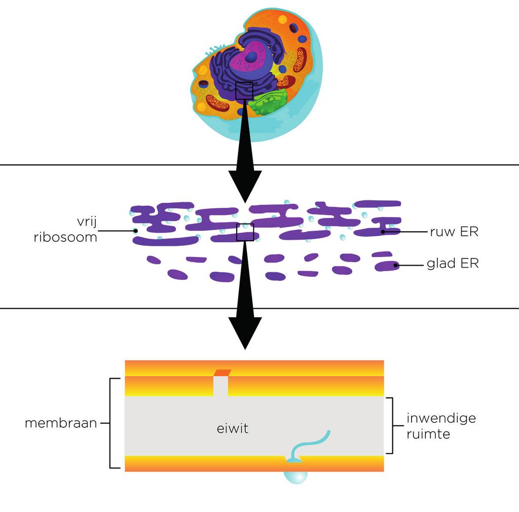 1 De cel afbreken van ammoniak (in levercellen); coördinatie van de geprogrammeerde celdood (apoptose hierbij gaan cellen op een gecontroleerde manier dood). 1.1.5 Het endoplasmatisch reticulum Het endoplasmatisch reticulum is een organel dat alleen voorkomt in kernhoudende (eukaryote) cellen.