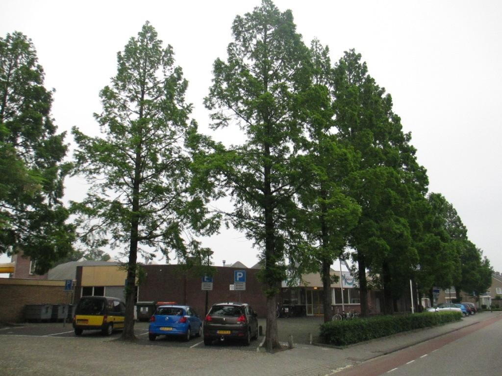 Pagina 2 van 6 Algemene omschrijving: Aan Fred. Van Eedenstraat ter hoogte van het zwembad de Banakker staan 11 bomen, 10 watercypressen en 1 zuileik.