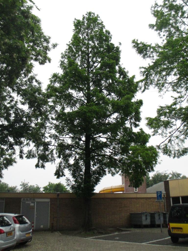 meebrengen. Foto 5 en 6: De structuur van deze bomen is goed zichtbaar.