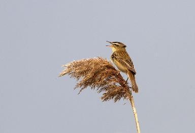 Gemeente Wijdemeren en Provincie Noord-Holland offeren dit schitterende natuurgebied op voor pleziervaart.