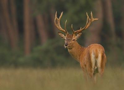 diersoort aantal gewicht (in g) % N % gewicht rund Bos taurus 338 8032,5 8 34 rund of edelhert Bos taurus/cervus elaphus 27 613,6 1 3 schaap Ovis aries 1 4,9 0 0 geit Capra hircus 2 32,2 0 0 schaap