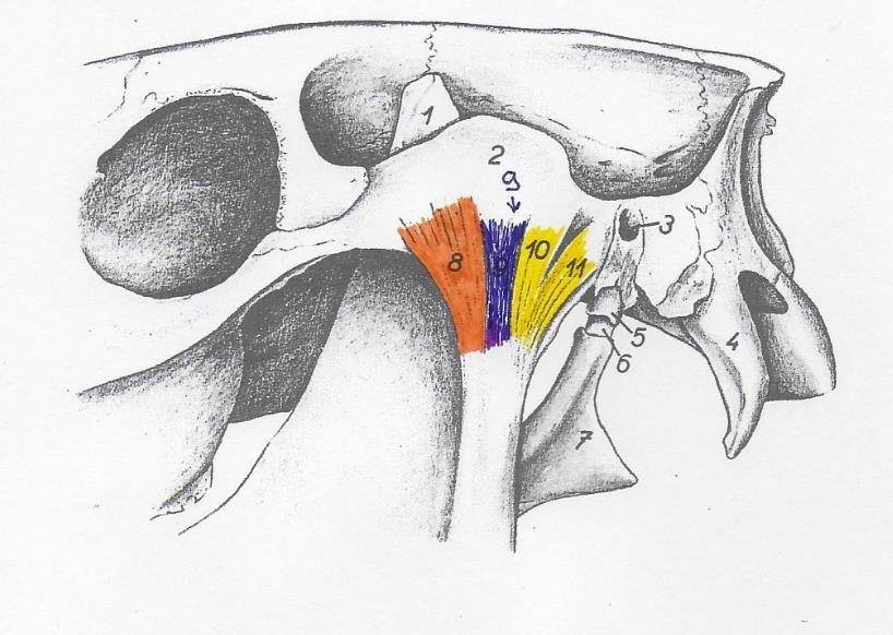 1.2.5 Ligamenten TMJ. Tussen de boven en onderkaak bevinden zich 2 menisci: discus articularis. Deze functioneren als schokdemper in het kaakgewricht.