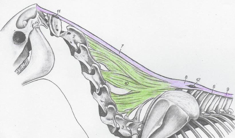 1.2.8.1 Funiculus nuchae. (nr. 7, afbeelding 7) De funiculus nuchae begint aan de protuberantia occipitale externa. Gaat vervolgens naar de schoft waar hij veranderd in het ligamentum supraspinalis.