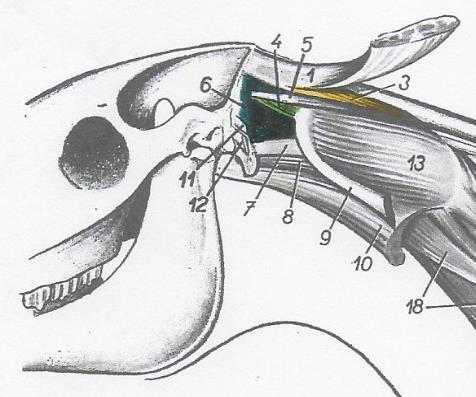 1.3.2 M. Rectus capitis dorsalis minor. (nr. 4 afbeelding 8) Deze spier wordt bedekt door de Mm. Rectus capitis dorsalis major. Origo: Atlas. Insertie: Os occipitale. Functie: Heffen en draaien hoofd.