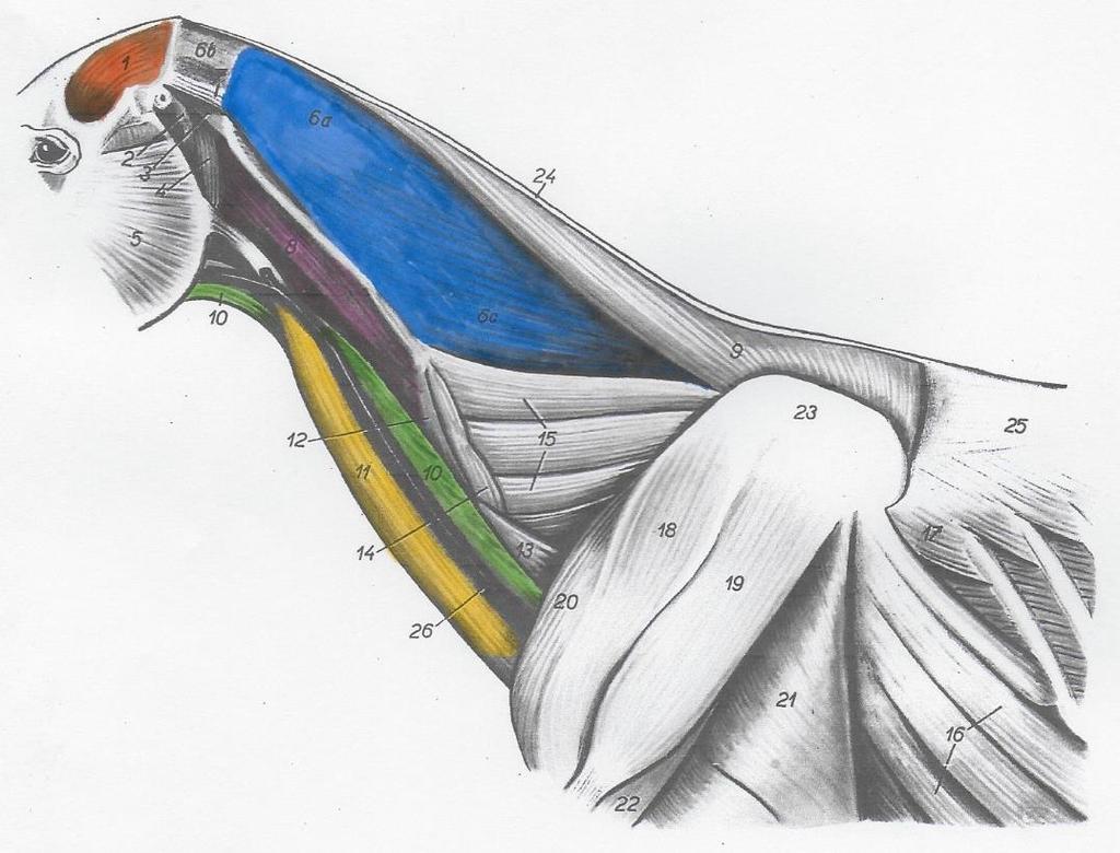 1.3.9 M. temporalis. (nr. 1, afbeelding 10) Origo en insertie: Proccesus Coronoideus Mandibula. Functie: terug brengen naar voren geschoven kaak. Innervatie: N. mandibularis, N. masticatorius. 1.3.10 M.