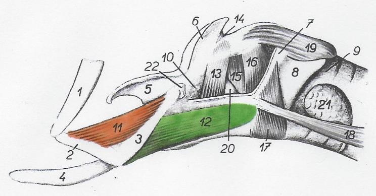 Functie: flexie hoofd. Heffen voorbeen. Innervatie: ramus ventralis nervi accesorium n. axillaris. 1.3.12 M. Ceratohyoideus. (nr. 11, afbeelding 11) Origo: rostrale rand thyreohyoideum.