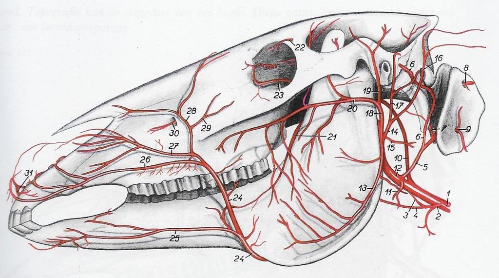 Afbeelding: 13 1.5 Neurologie. 1.5.1.1 Hersenzenuwen. Er bevinden zich 12 paar hersen zenuwen in de medulla oblongata. Dit is een belangrijke schakelcentrale tussen de hersenen en het ruggenmerg.