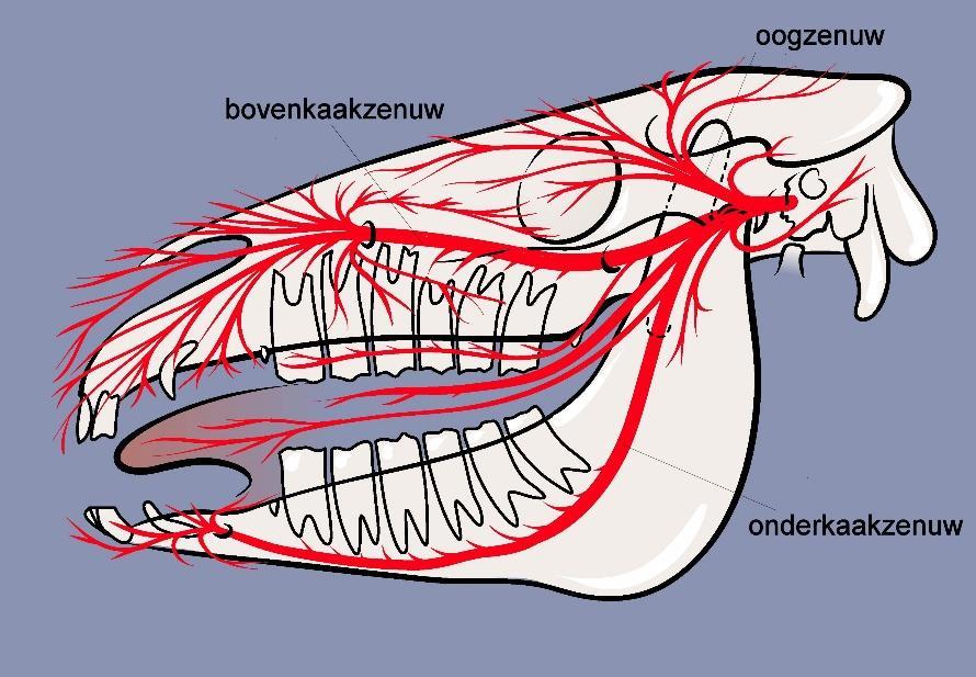 1.5.1.3 N. Facialis. De N. Facialis heeft drie componenten. Hiervan innerveert de motorische component de aangezichtsspieren en de parasympatische component de traanklier en de mondspeekselklieren.