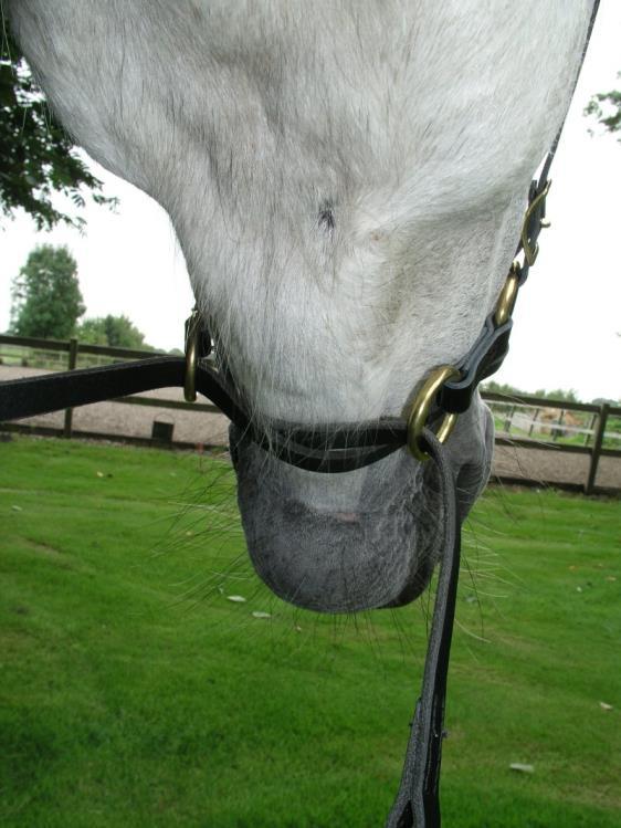 Waardoor het paard zijn hoofd naar links zal bewegen. Afbeelding: 55 2.3.1.5 Kingekruiste hoofdstellen.