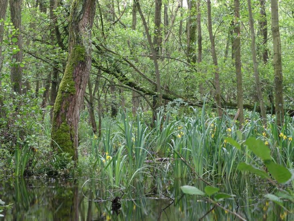 Fig. 3.4 zicht op de natte kernvlakte De Moeren in Coolhembos,juni 2006. Fig. 3.4 - View on transect De Moeren in Coolhembos, june 2006.