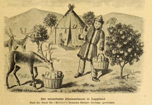 1 april Vroeger maakten ze nog werk van een 1-aprilgrap. Het Duitse weekblad Möllers Deutsche Gärtnerzeitung van 1 april 1900 opende met een artikel over een winterharde citroenboom in Lapland.