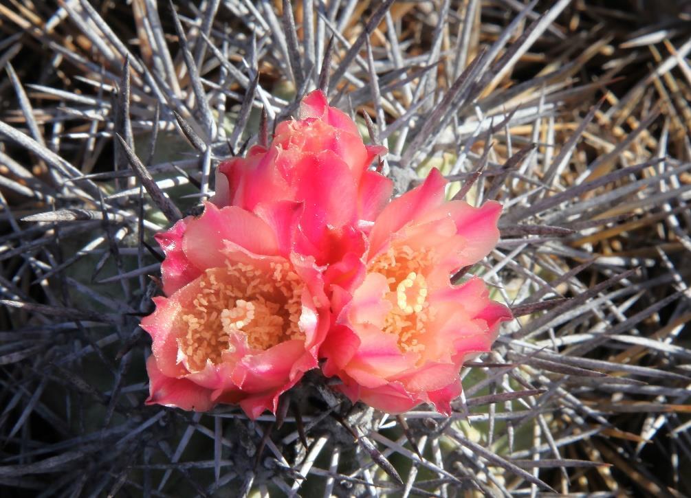 De enige Copiapoa die rood bloeit: Copiapoa rupestris overigens vroeger C. cuprea heette vanwege zijn kleur).