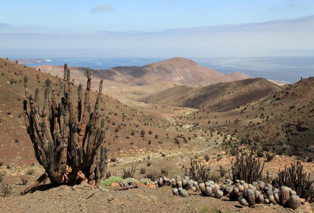 Landschap met copiapoa s en eulychnia bij Taltal na 3,5 uur lopen oog in oog te staan met de C. krainzeana.