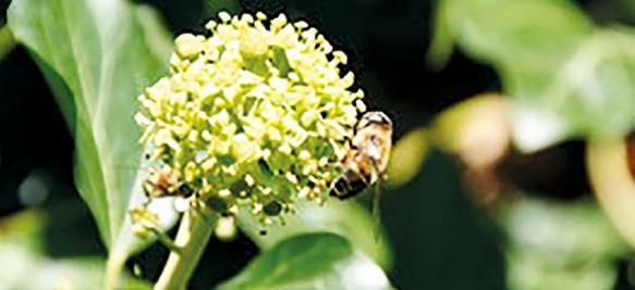 DOELSTELLINGEN BIJENPLAN Duurzaamheid vormt de rode draad in het bijenplan: de stad focust op een beperkt aantal zones waar wilde bijen of honingbijen blijvend kansen krijgen.