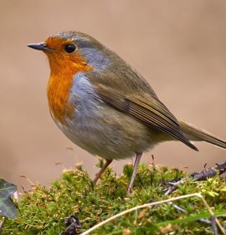 je tuin: anderen profiteren mee!