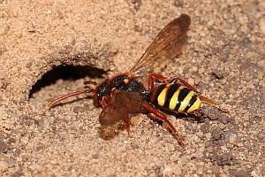 2/3 e van de soorten Bovengrondse nestgangen