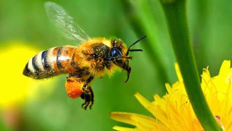4. Solitaire bijen meer dan 300 verschillende