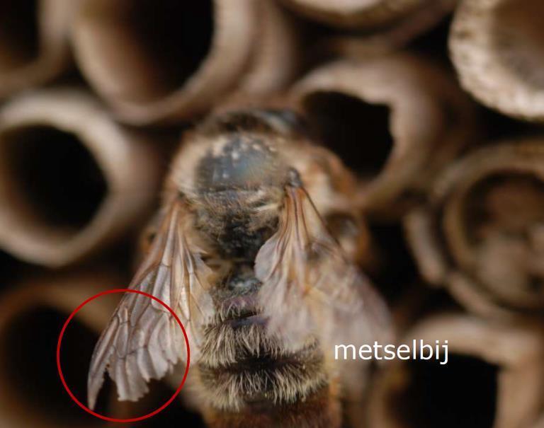 Nestgelegenheid voor solitaire bijen Bouw