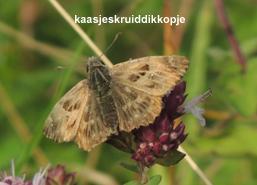 vinden en overwintert in de strooisellaag. In het voorjaar vindt de verpopping plaats. Helemaal gelukkig met deze vondst daalden we weer af naar Kanne.