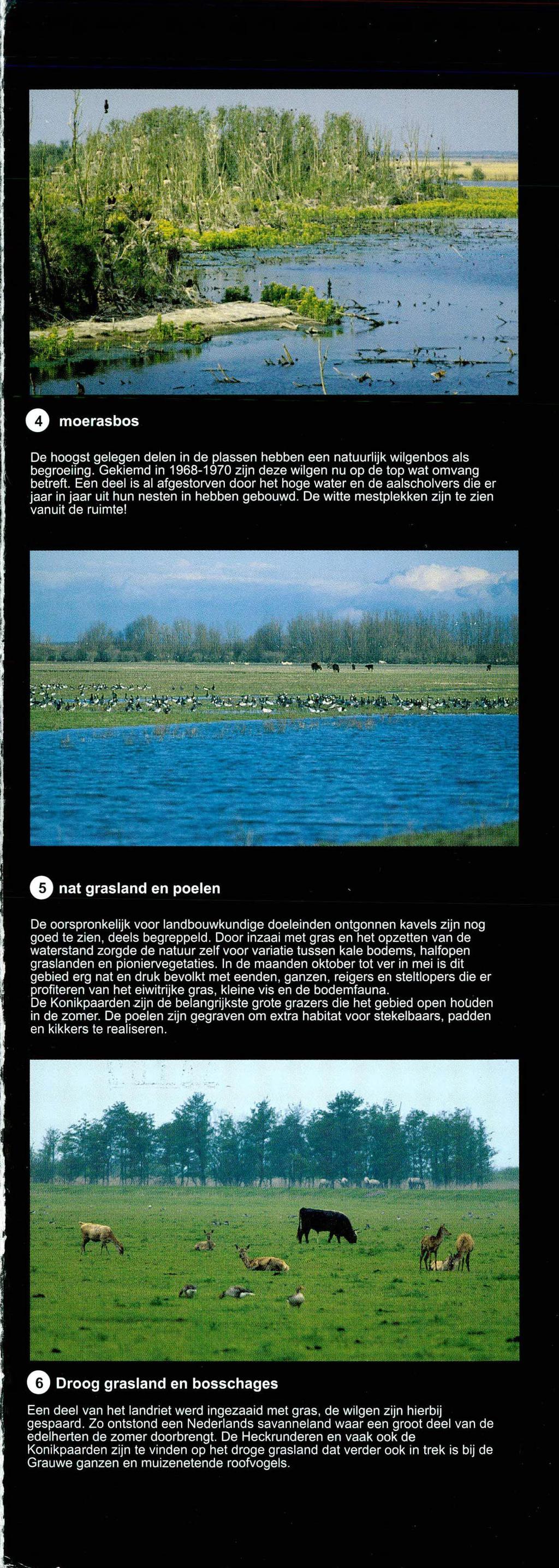 moerasbos De hoogst gelegen delen in de plassen hebben een natuurlijk wilgenbos als begroeiing. Gekiemd in 1968-1 970 zijn deze wilgen nu op de top wat omvang betreft.