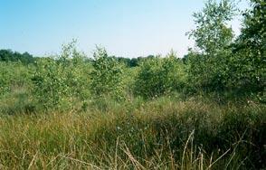 De gentiaanblauwtjes in 2004 Verslag van tellingen en uitgevoerd werk Jelle de Vries. Tellingen. Na de vlakdekkende telling van 2003 zijn diverse mensen ook in 2004 het veld ingegaan.