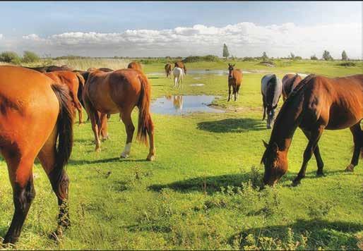 Om gezamenlijk invulling te geven aan het perspectief voor Waterpoort hebben we doelen geformuleerd die passen bij het karakter van het gebied: de Waterwaarden. 1.