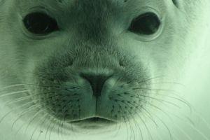 Zeehonden Binnenkort in de uitleen: een nieuwe leskist over de zeehonden in de Zeeuwse wateren. Hoe leven ze? Waar kun je ze zien?