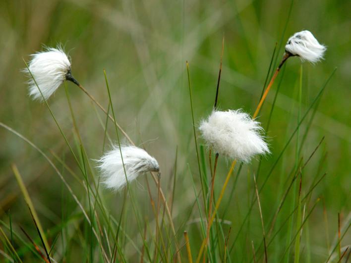 5 Veenpluis Wattenbolletjes In de zomer zie je hier prachtige witte wattenbolletjes boven het drassige land. Het is een veenpluis.