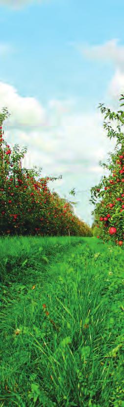 maken. De echte keuze dient te gaan naar díe natuur die de sterkste bijdrage levert aan de totaliteit. Het Natura 2000 programma geeft mogelijkheden om te kiezen voor topgebieden.