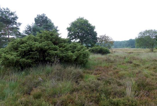 (e) Biotoop hilocorus bipustulatus. Jeneverbes, De Borkeld, Overijssel. Foto: Gerrian Tacoma. (f) Biotoop occinula quatuorimpustulata, Meinweg, imburg, Foto: Robert Knoops.